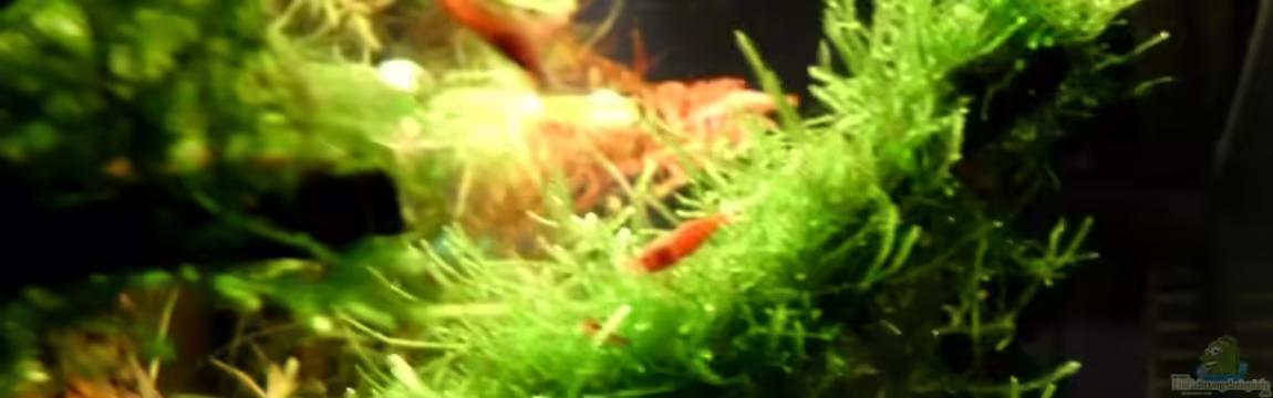 Naturaquarium ( nur noch als Beispiel ) von die Perle...