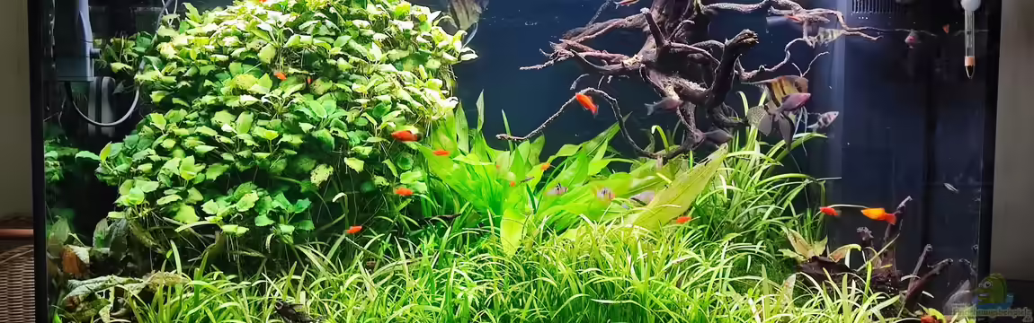 Naturaquarium Südamerika ( nur noch Beispiel) von Ralf Bercke