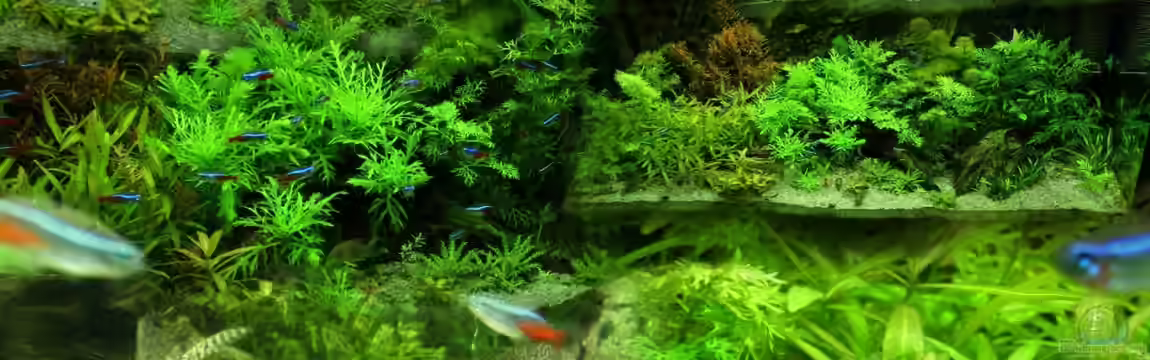 Naturaquarium von Nico