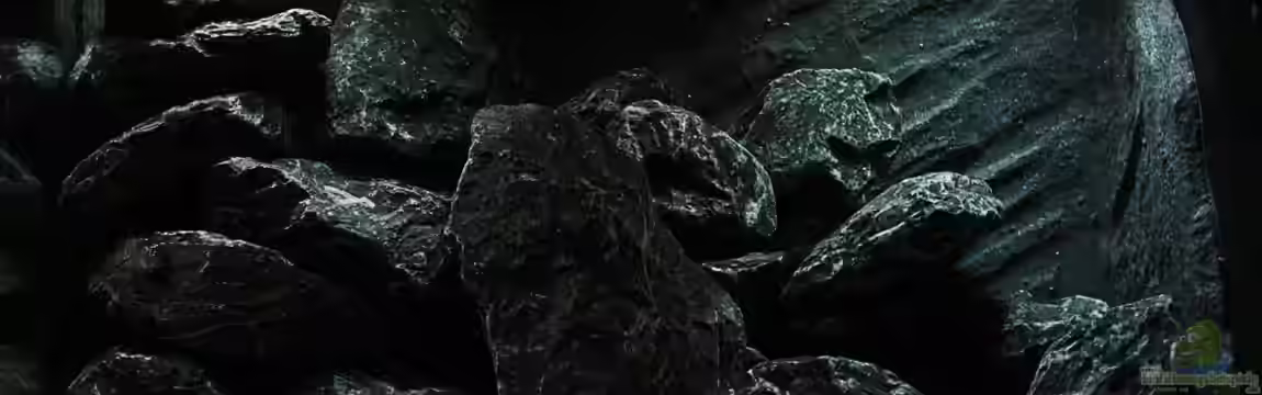 Neolamprologus buescheri Artbecken von Julien Preuß