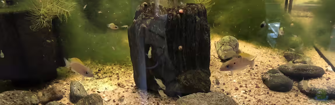 Neolamprologus caudopunctatus von Helga Kury