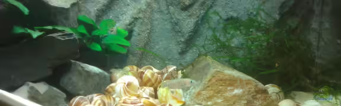 Neolamprologus multifasciatus Artbecken von Julien Preuß
