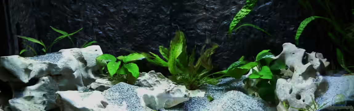 Neolamprologus multifasciatus Reines Artenbecken von DominikZ