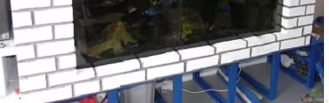 Nicht-Mbuna Aquarium von daniel5