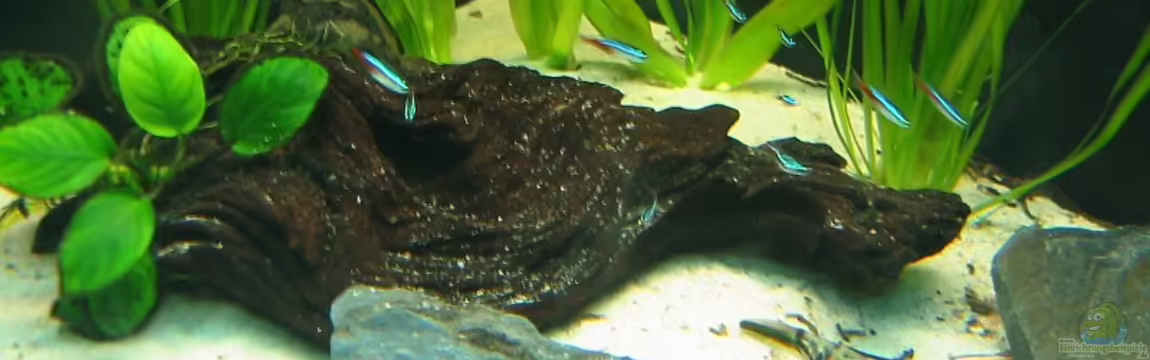 Nilkugelfisch-Artbecken von Christina Studt