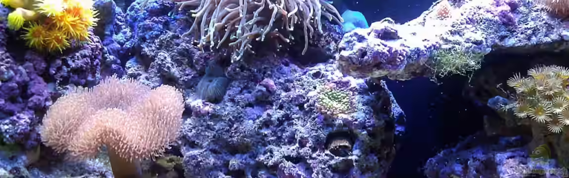 Ocean Life von snoopy2008