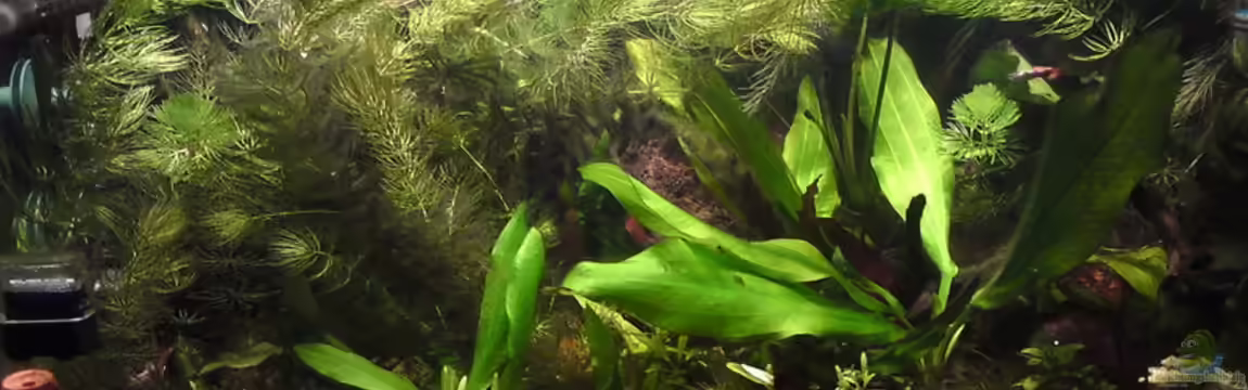 Offenes Gesellschaftsbecken LED Beleuchtung von Aquamaster