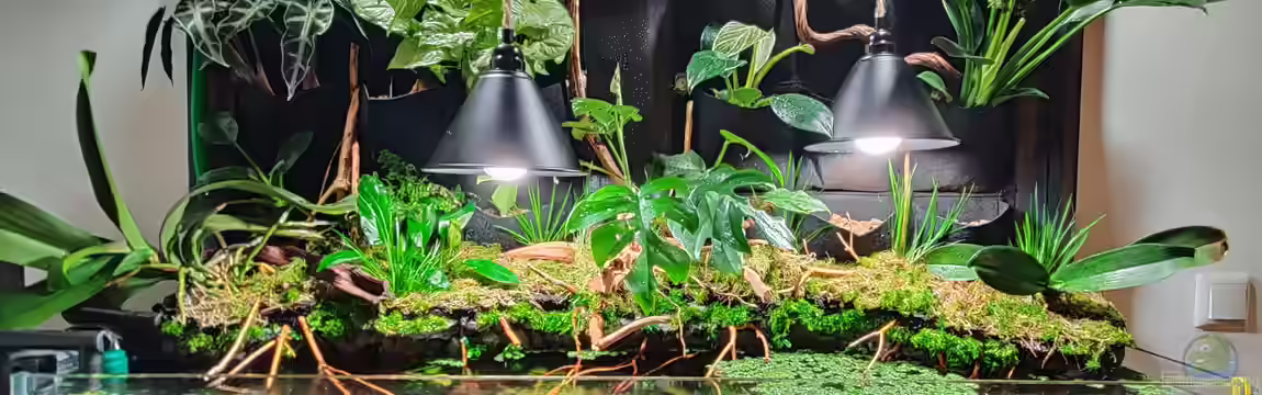 Offenes Regenwald-Aquaterrarium von xpate