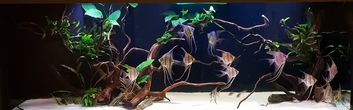 Orinoco Altum von Dani B