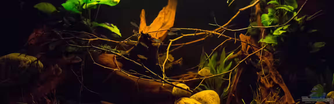 Papillon von AjakAndi