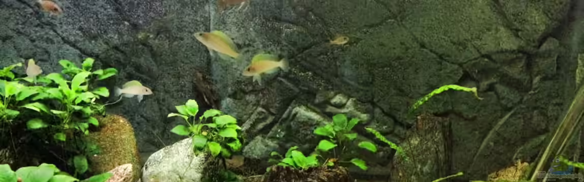 Paracyprichromis und Neolamprologus - AUFGELÖST von Helga Kury