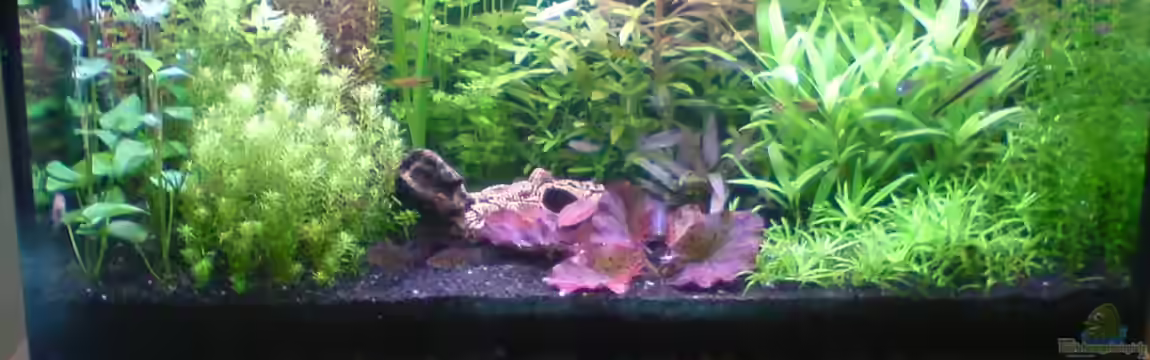 Pflanzenaquarium von Pflanzenmaster