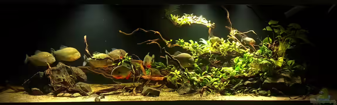 Piranha-Aquarium von Cariba