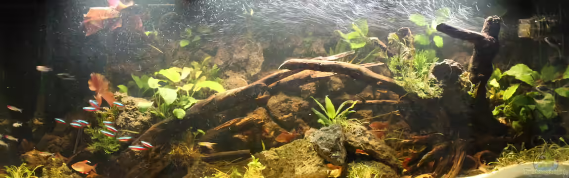 Pleco Heaven von maxheadroom