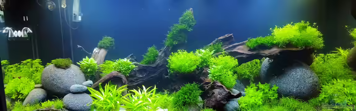 Projekt grünes Wasserbecken von PEM