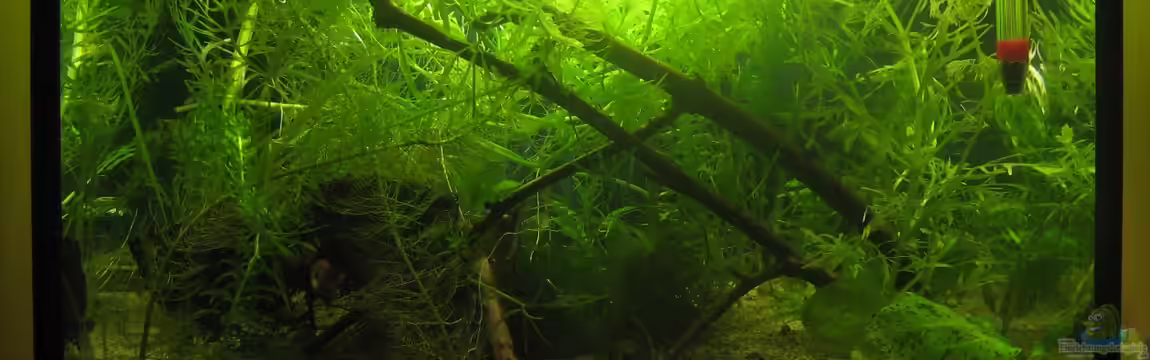 Pseudepiplatys annulatus (existiert nicht mehr) von chrisi01
