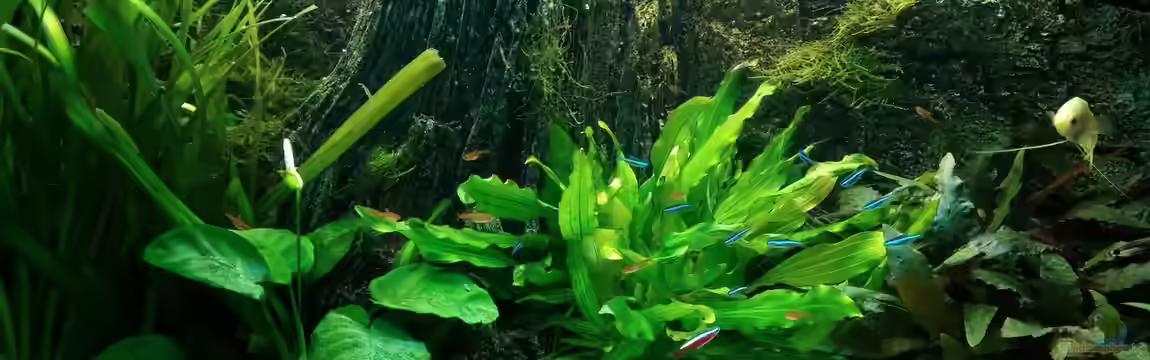 pure nature - amazonas von MarSchel
