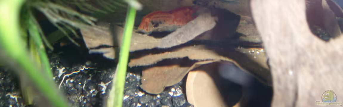 Red Fire von Der Engländer