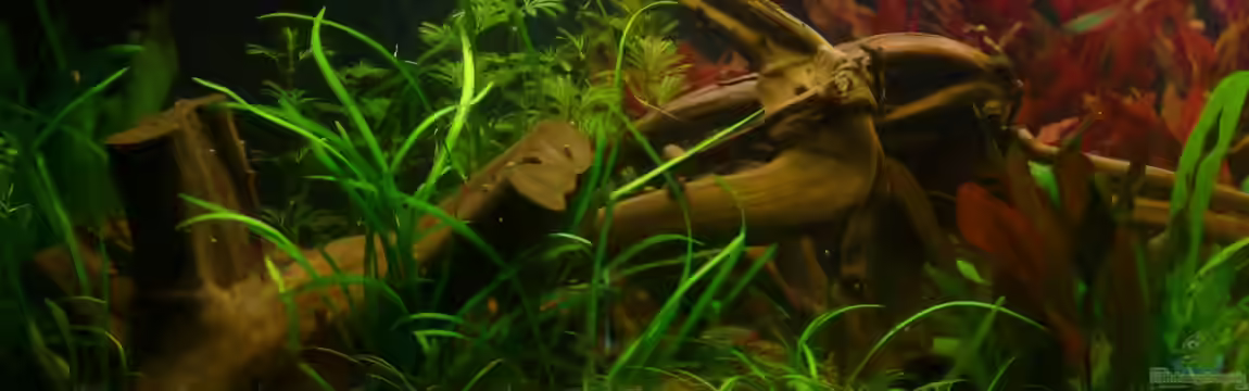 Rio Ucayali von Deino