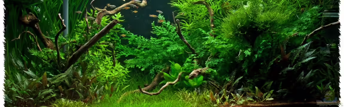 Schauaquarium 350l von pogona