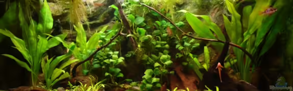 Schmetterlingsbuntbarsch-Becken von Andreas Fuchs