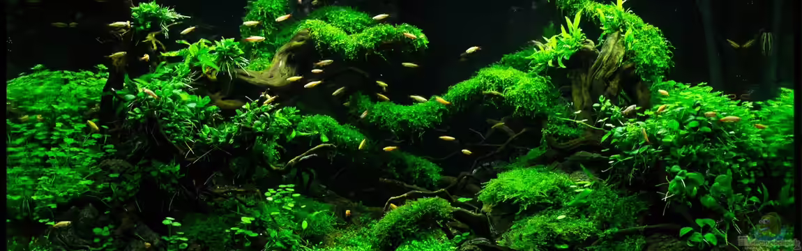 Schulaquarium von Fredo Fuss