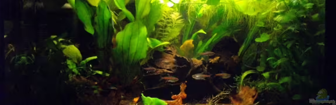 Schwarzwasserbiotop im Kleinformat von Caricciola