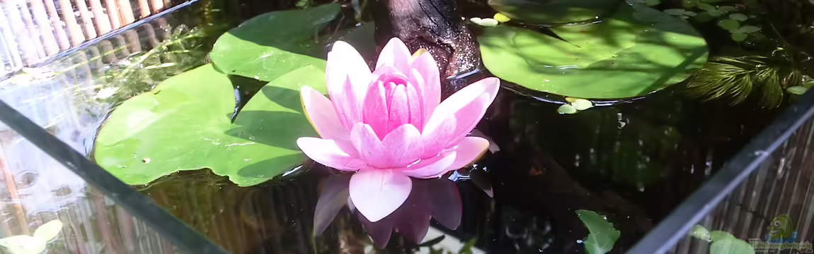 Seerose auf'm Balkon - Nur noch Beispiel von Laufilauf