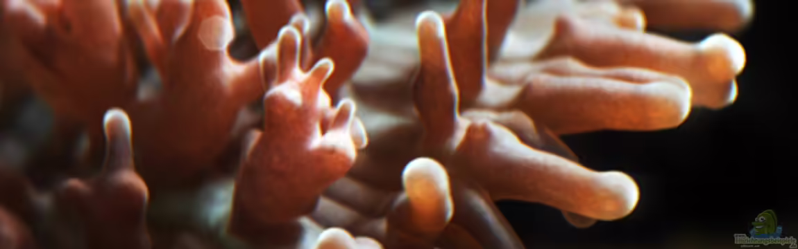 Seewasser von Cichlid Power