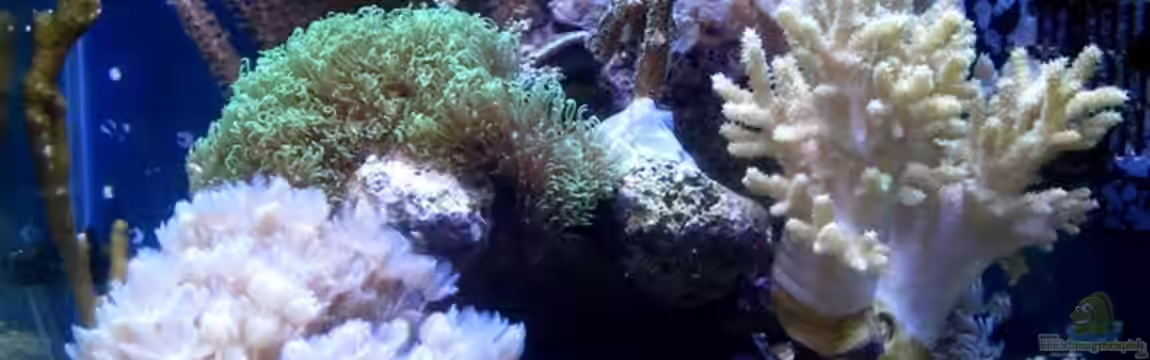 Small Blue reef von Maclya