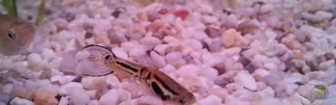 Snake skin Endler Aquarium von Lukas Szewczyk