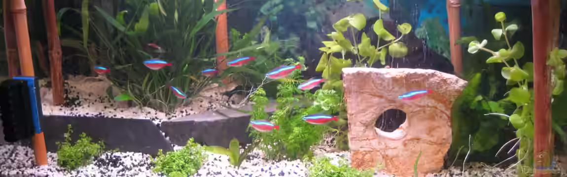 Southern-American Aquaworld von Timst
