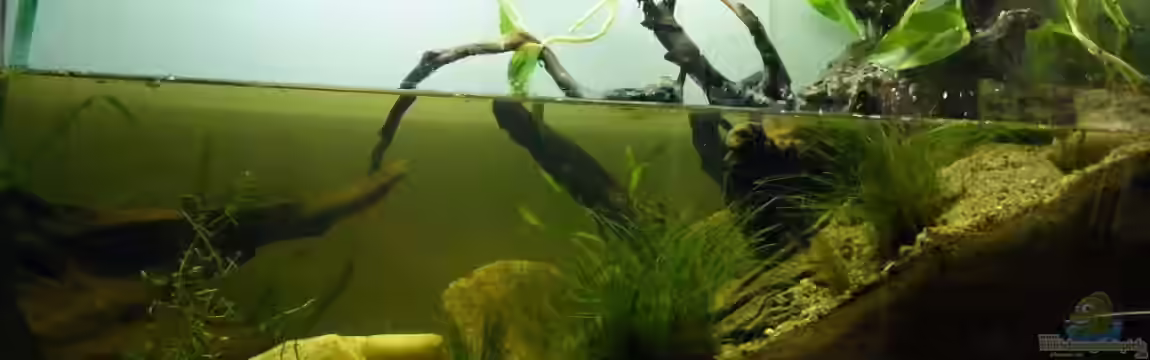 Stream Banks In West Africa von Falk