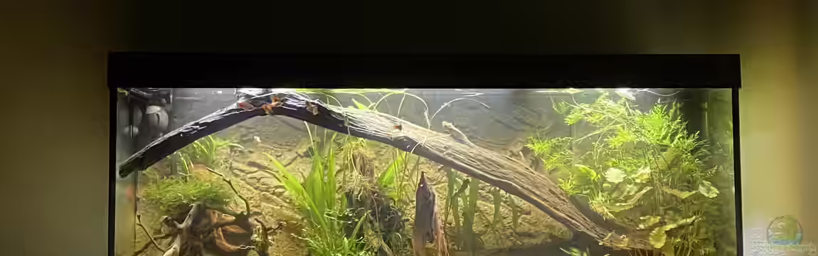 Süd-/Mittelamerika Platy Aquarium von Oswald Salazar