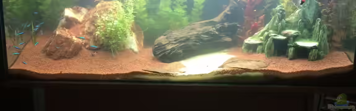 Südamerika Aquarium von Lynx_98