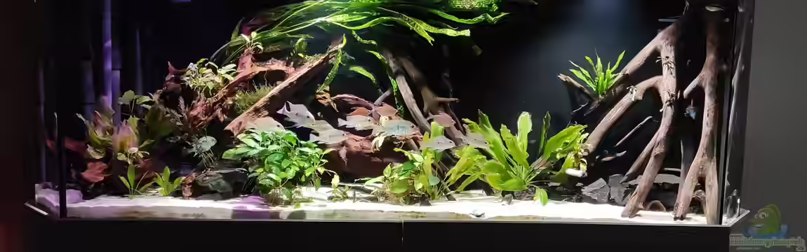 Südamerika-Becken (Zu Verkaufen) von Tim E.