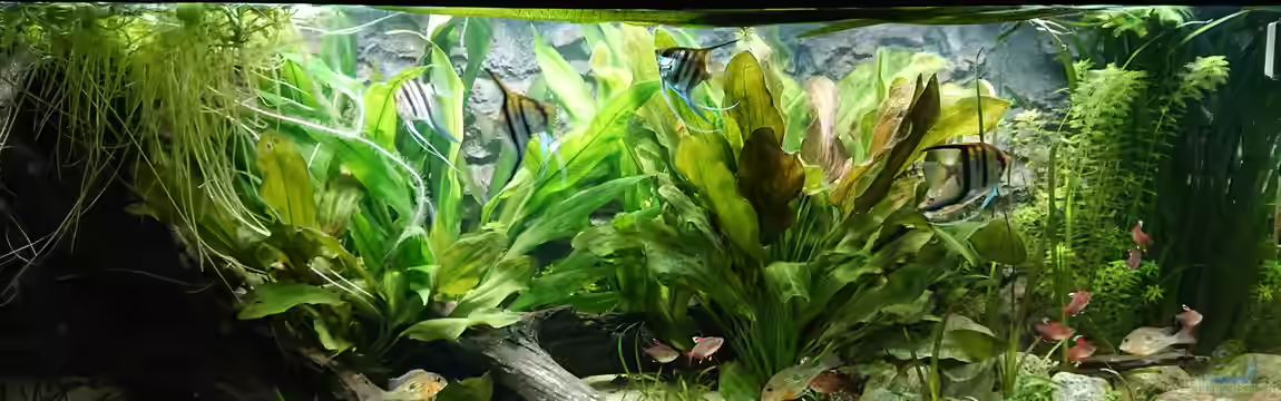 Südamerika Biotop (nur noch als Beispiel) von DennisTheMenis