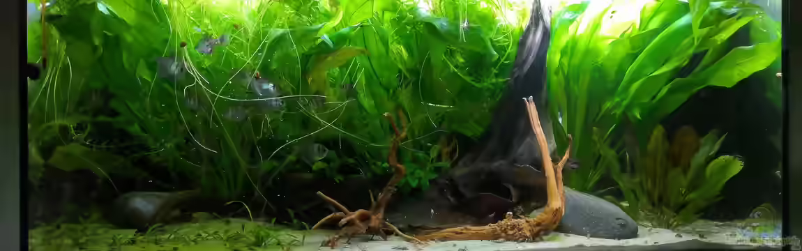 Südamerika Biotop von Theresa Horak