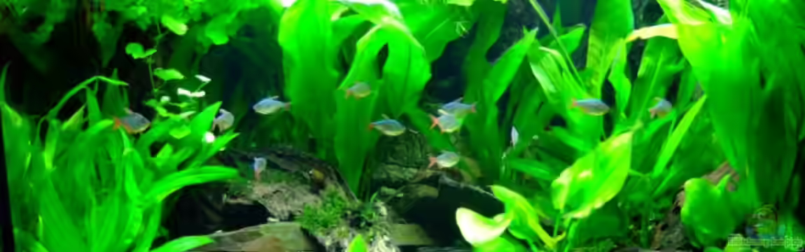 Südamerika mit Hyphessobrycon columbianus von Kuller