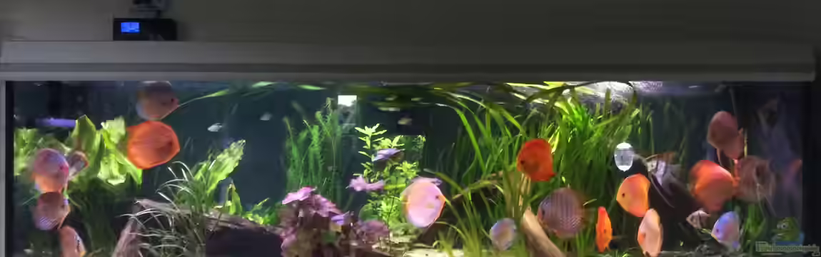 Südamerika Paradies von GG