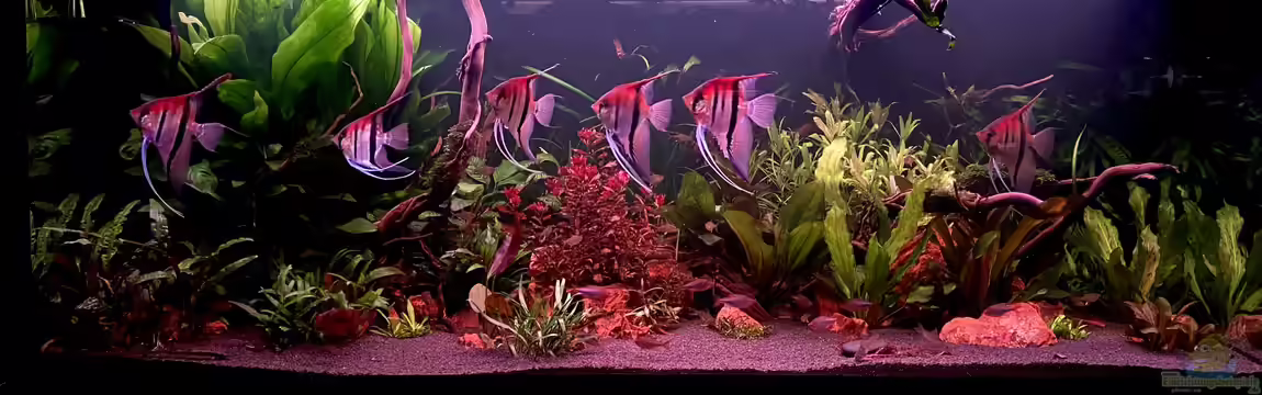 Südamerika Rio Manacapuru Aquarium von Gernhart