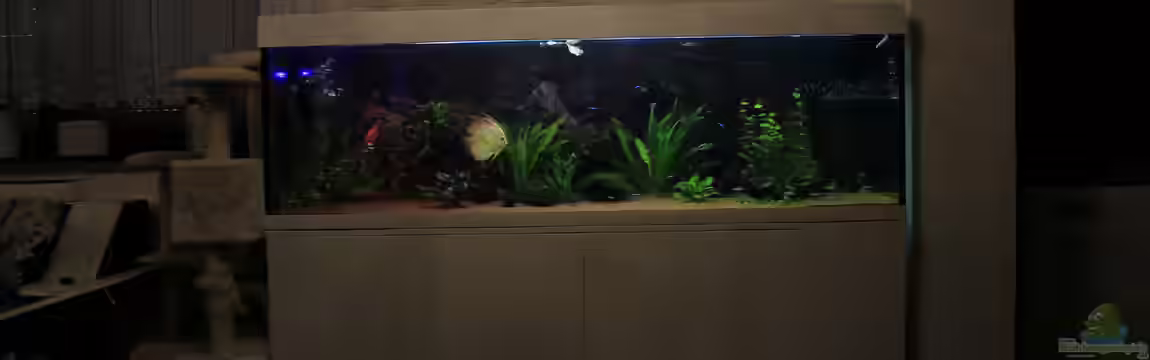 Südamerika Traum von Discus