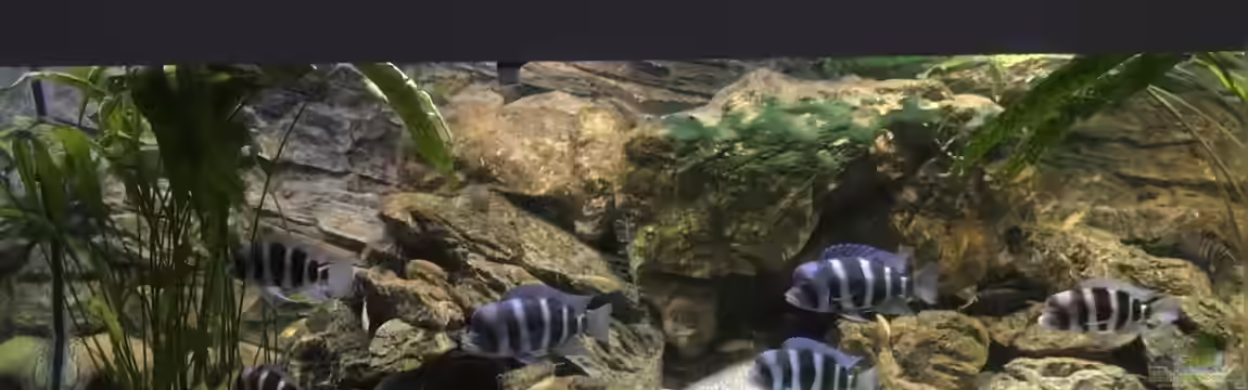Tanganjika Aquarium nur noch Beispiel von Kamikaze306