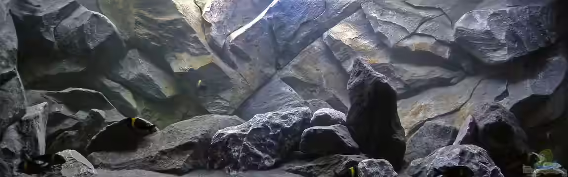 Tanganjika Aquarium von baumringzaehler