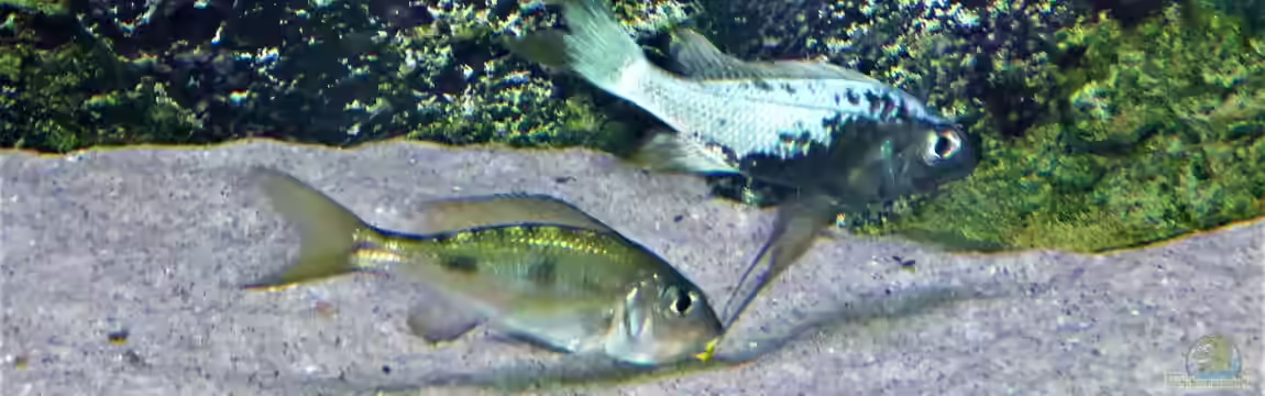 Tanganjika Cichlid Family von spriggina