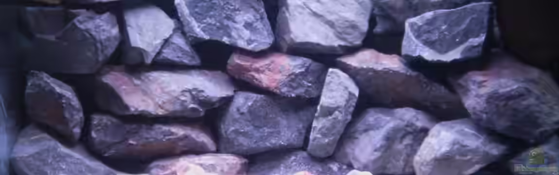 Tanganjikabecken von Stalker