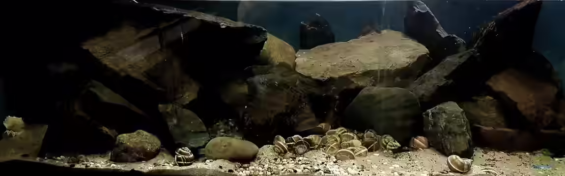 Tanganyika Felszone von David Breuers