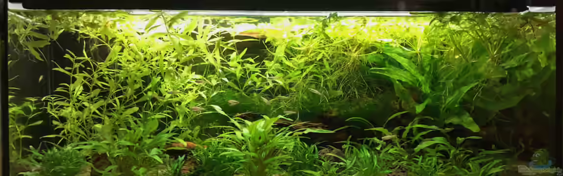 Tanichthys Artbecken von jkrt