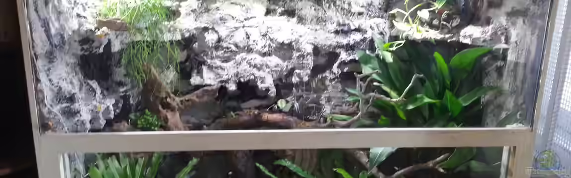 Terrarium für Gekko gekko von Tobias Seiffert
