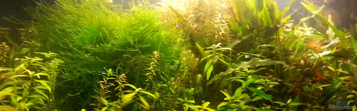 ~The Guppy Mountains~Artenbecken von Nico